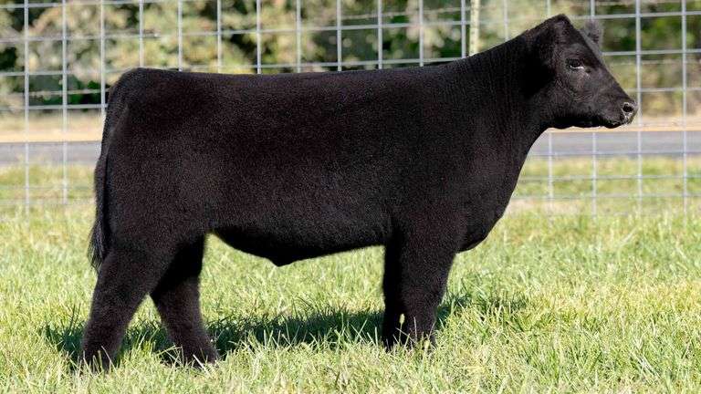 TAG 214 STEER