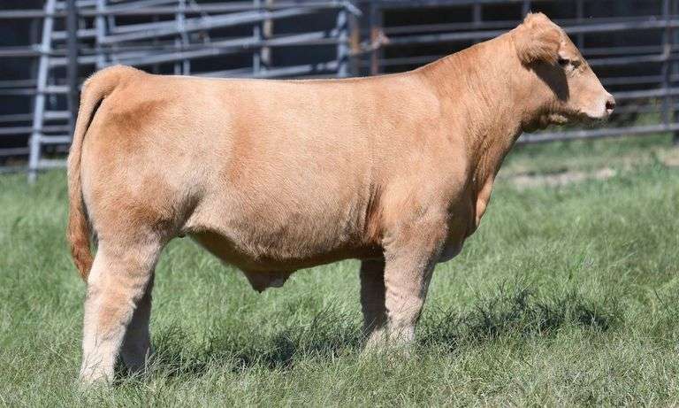 TAG 1618 STEER