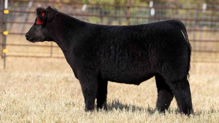 TAG 153 STEER