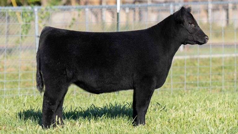 TAG 217 STEER