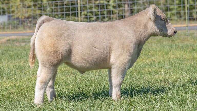TAG 211 STEER