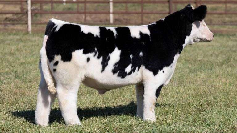 TAG 5 STEER
