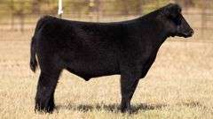 TAG 159 STEER