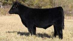 TAG 154 STEER