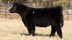 TAG 174 STEER