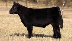 TAG 175 STEER