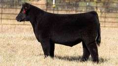 TAG 158 STEER