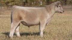 TAG 164 STEER
