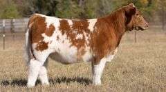 TAG 151 HEIFER