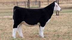 TAG 58 MAINETAINER HEIFER