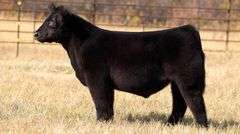 TAG 152 STEER
