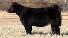 TAG 156 HEIFER