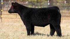 TAG 153 STEER
