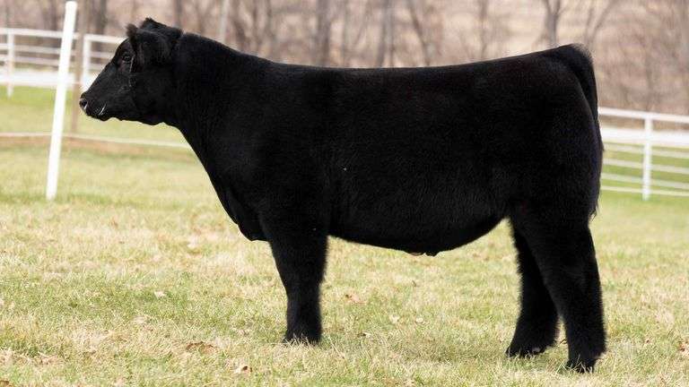 TAG 51 STEER