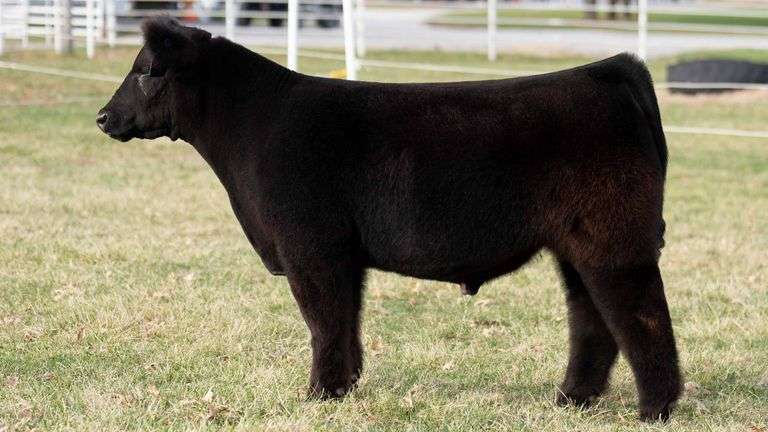 TAG 248 STEER
