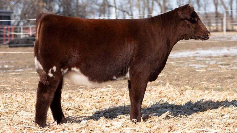 TAG 36  HEIFER