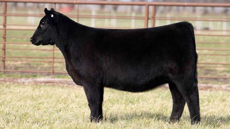 TAG 2033 - ANGUS HEIFER