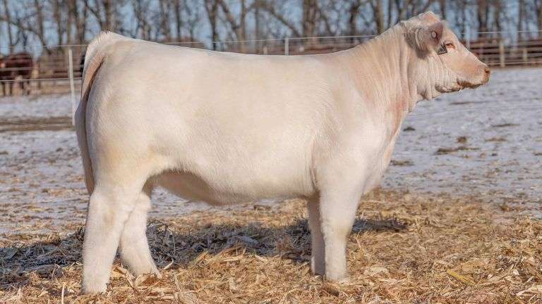 TAG 27 - CHAROLAIS HEIFER
