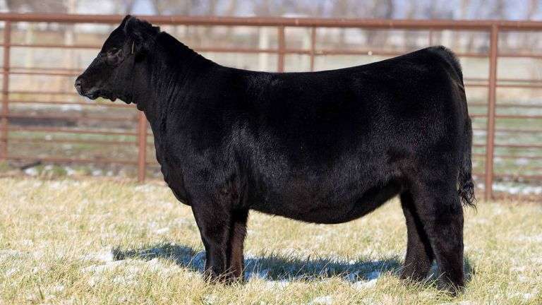 TAG 375 - PB SIMMENTAL HEIFER