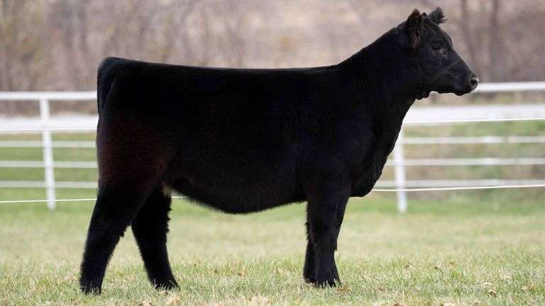 TAG 152 HEIFER