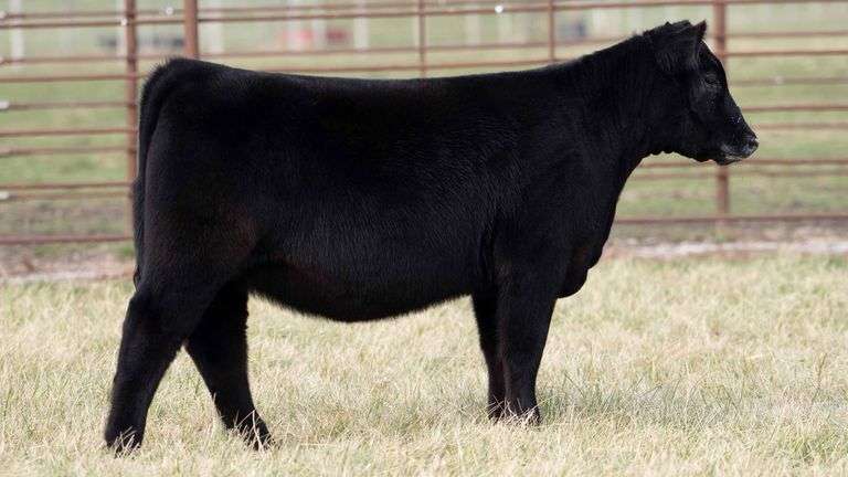 TAG 2059 - ANGUS HEIFER