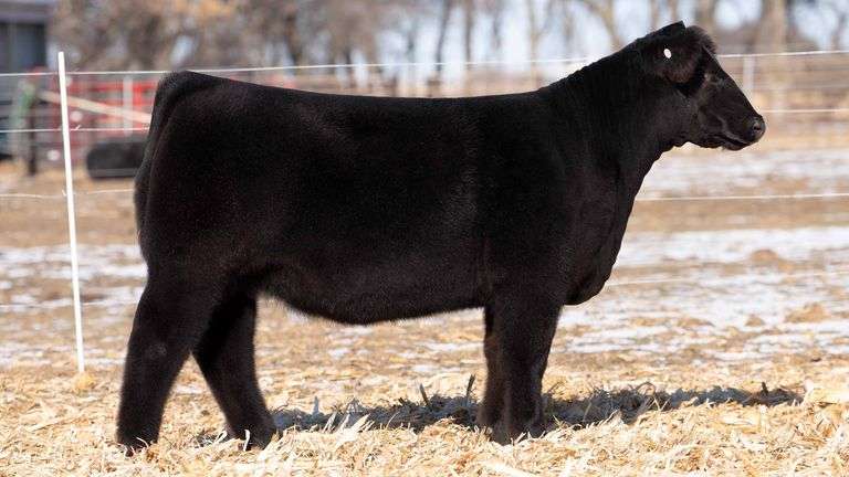 TAG 29  HEIFER