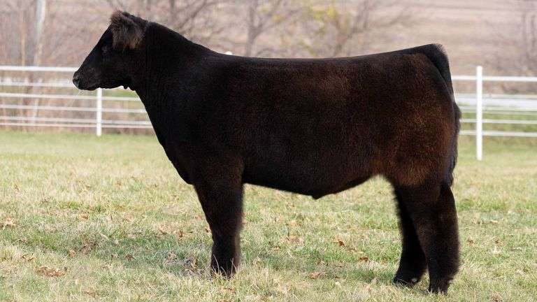 TAG 193 STEER
