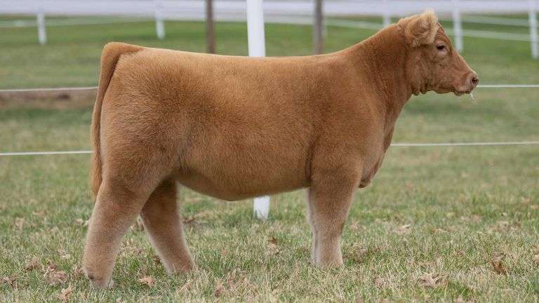 TAG 168 HEIFER