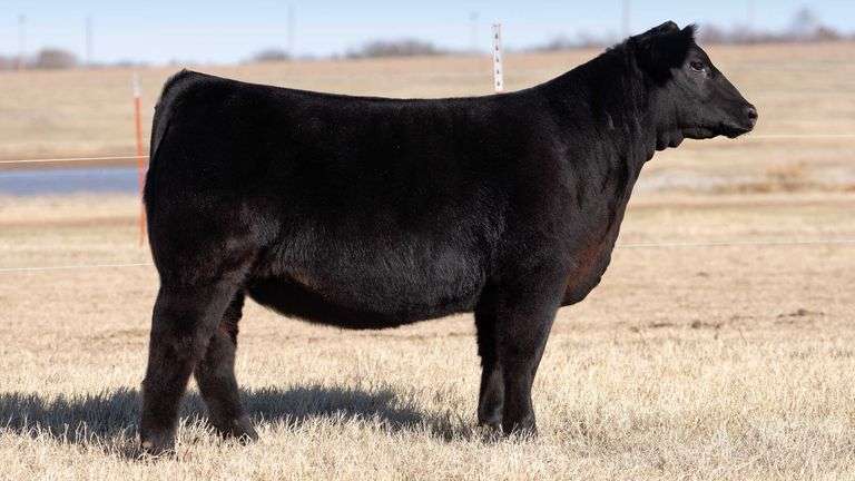 TAG G410 - % SIMMENTAL HEIFER