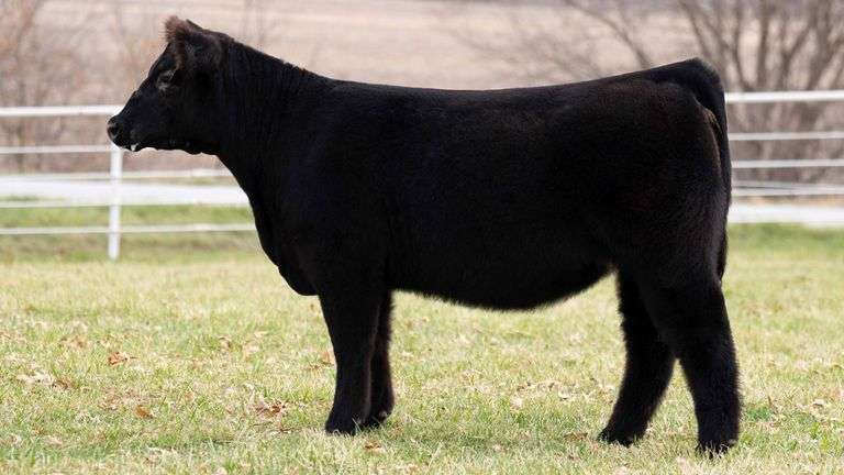 TAG 192 HEIFER