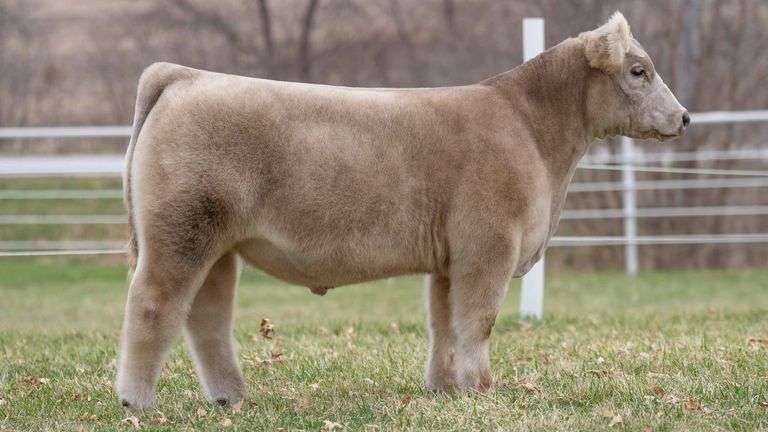 TAG 176 STEER