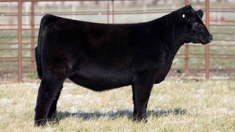 TAG 2234 - MAINE-ANGUS HEIFER