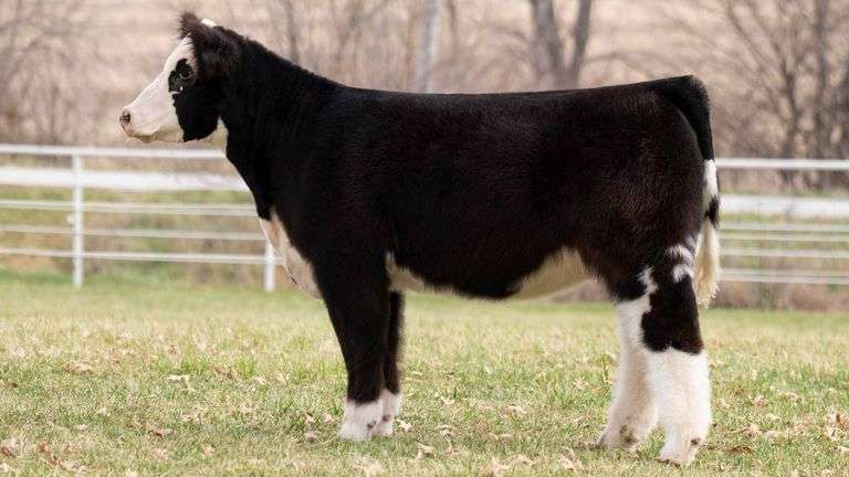TAG 130 HEIFER