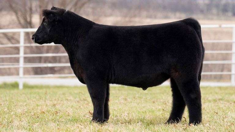 TAG 134 STEER
