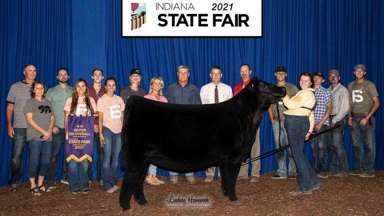 TAG 2070 - ANGUS HEIFER