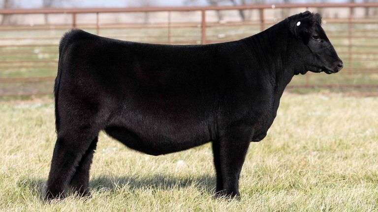 TAG 2232 - MAINE-ANGUS HEIFER