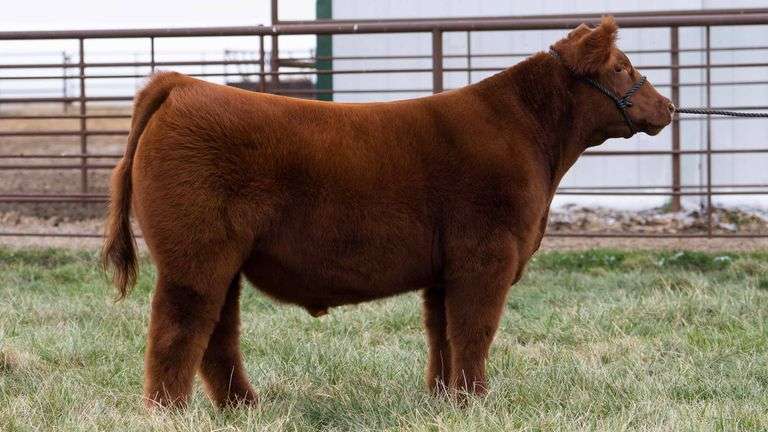 TAG 2271 STEER