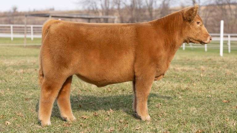 TAG 143 STEER