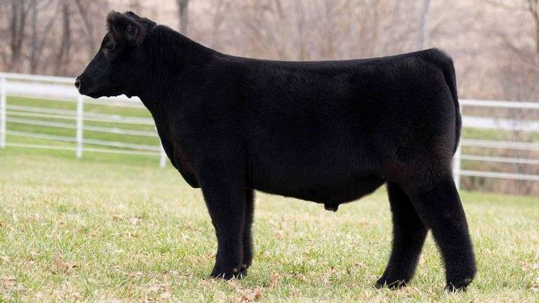 TAG 131 STEER