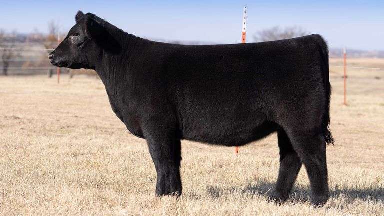 TAG 2548 - MAINETAINER / LOW % CHI HEIFER