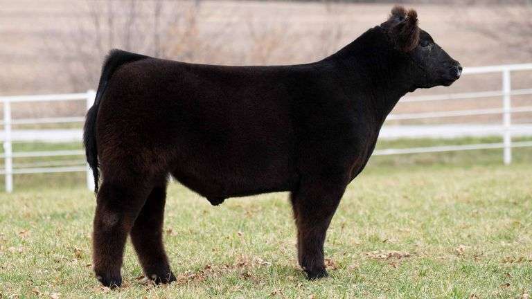 TAG 123 STEER