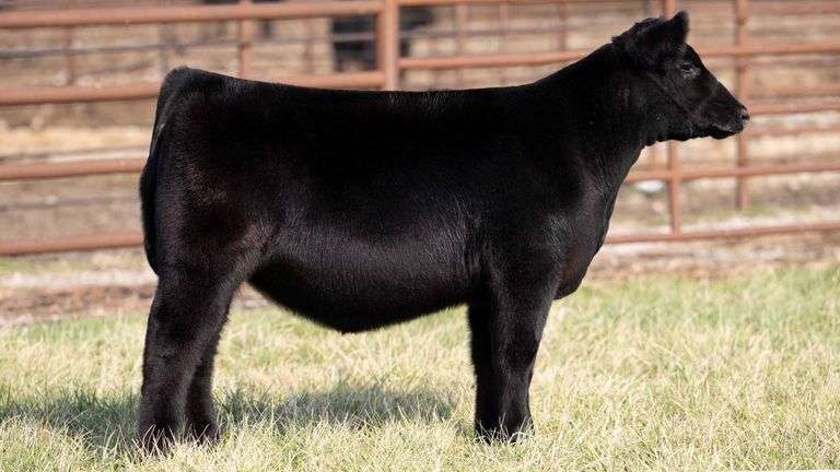 TAG 2058 - ANGUS HEIFER