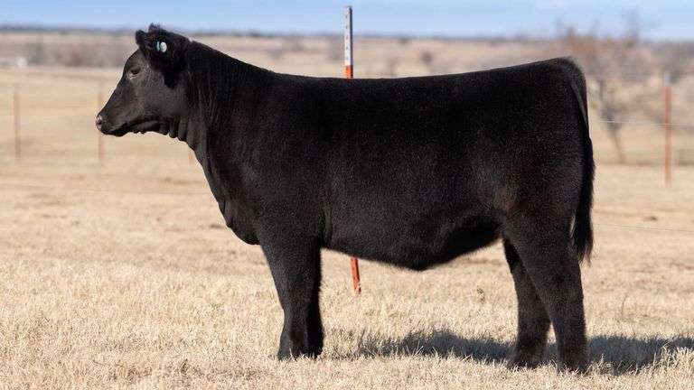 TAG 23 - MAINETAINER / LOW % CHI HEIFER