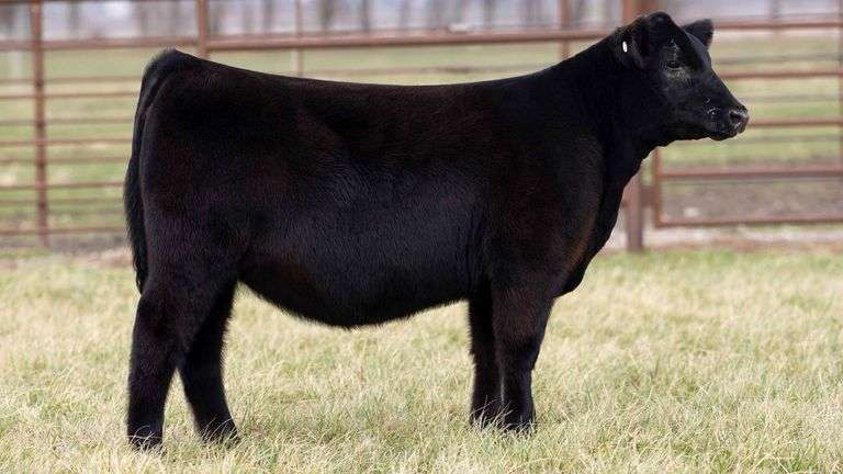 TAG 2238 - ANGUS HEIFER
