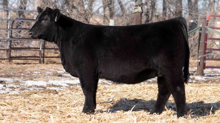 TAG 42 -  MAINE/CHI HEIFER