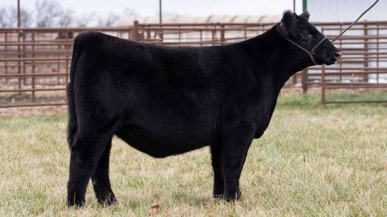 TAG 2209 - ANGUS HEIFER