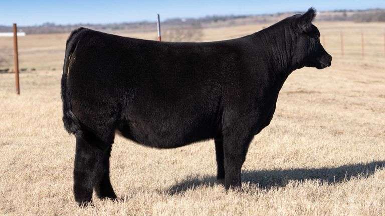 TAG 402 - % SIMMENTAL HEIFER