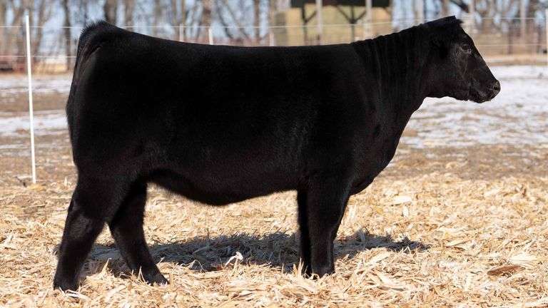 TAG 39  HEIFER