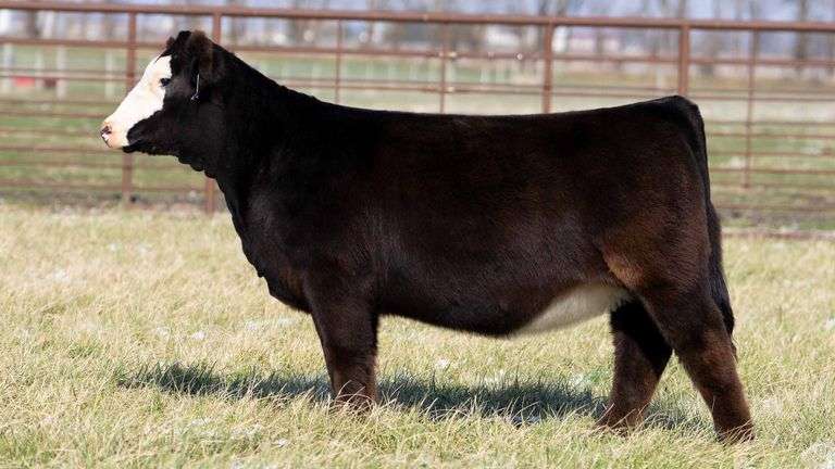 TAG 2241 - PB SIMMENTAL HEIFER