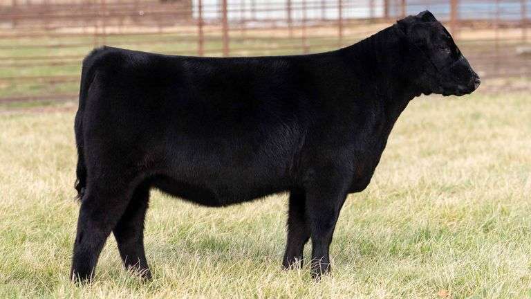 TAG 2032 - ANGUS HEIFER